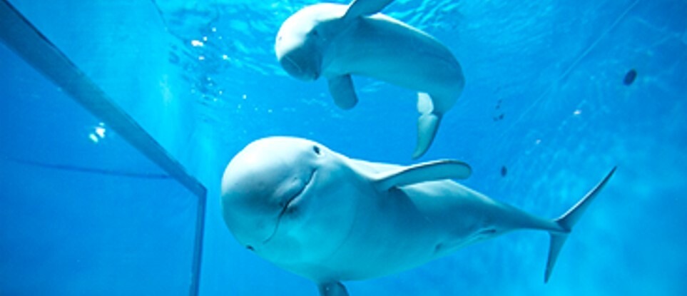 広島の宮島水族館